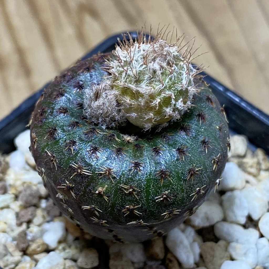 SH19492 Frailea phaeodisca