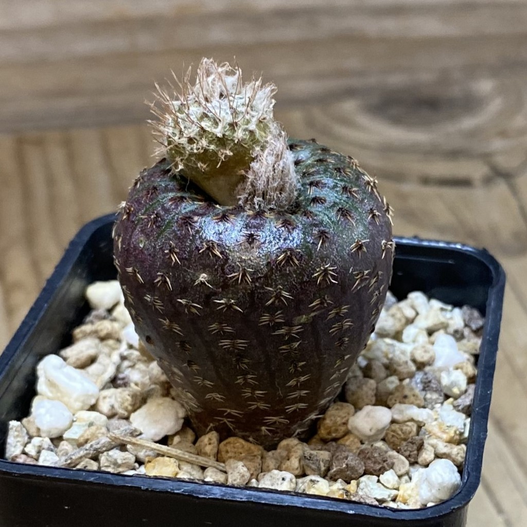 SH19492 Frailea phaeodisca - Image 2