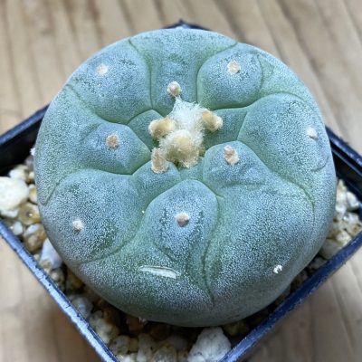 SH30175 Anhalonium frichii ‘Yatagai’, seedling, own roots
