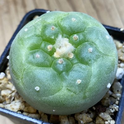 SH29927 Anhalonium frichii v. albiflora