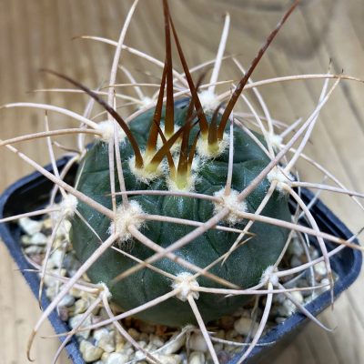 SH6768 Gymnocalycium mazanense v. polycephalum P 223