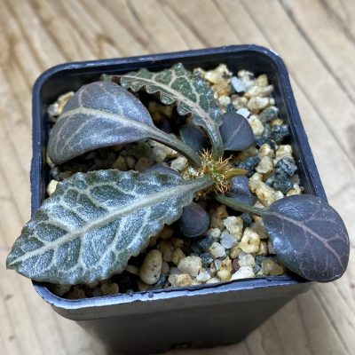 SH35244 Euphorbia francoisii hybrid