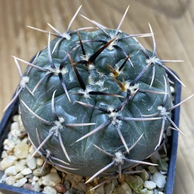 SH11168 Gymnocalycium kieslingii v. castaneum VG 201