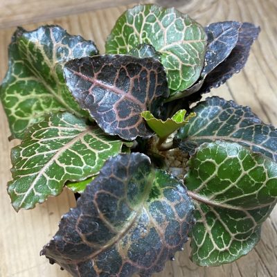 SH35245 Euphorbia francoisii hybrid