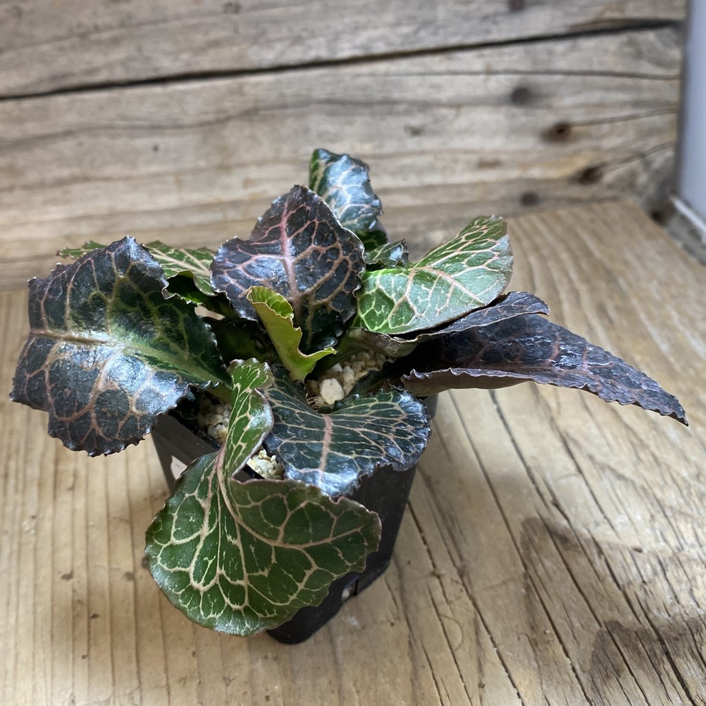 SH35245 Euphorbia francoisii hybrid - Image 2