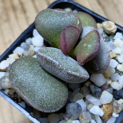 SH35246 Adromischus hallii