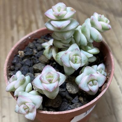SH35232 Crassula marnieriana 'Fantasy' f. variegata