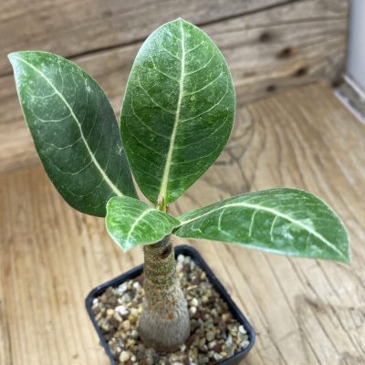 SH35247 Adenium arabicum ‘Black Body’