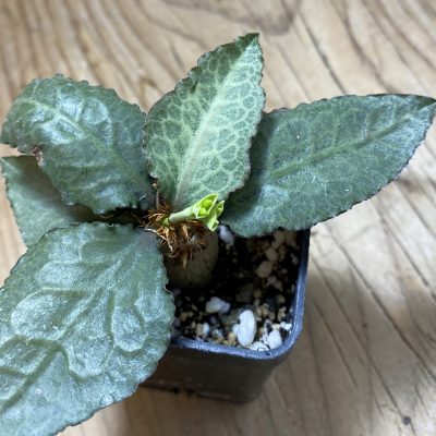 SH35248 Euphorbia francoisii hybrid