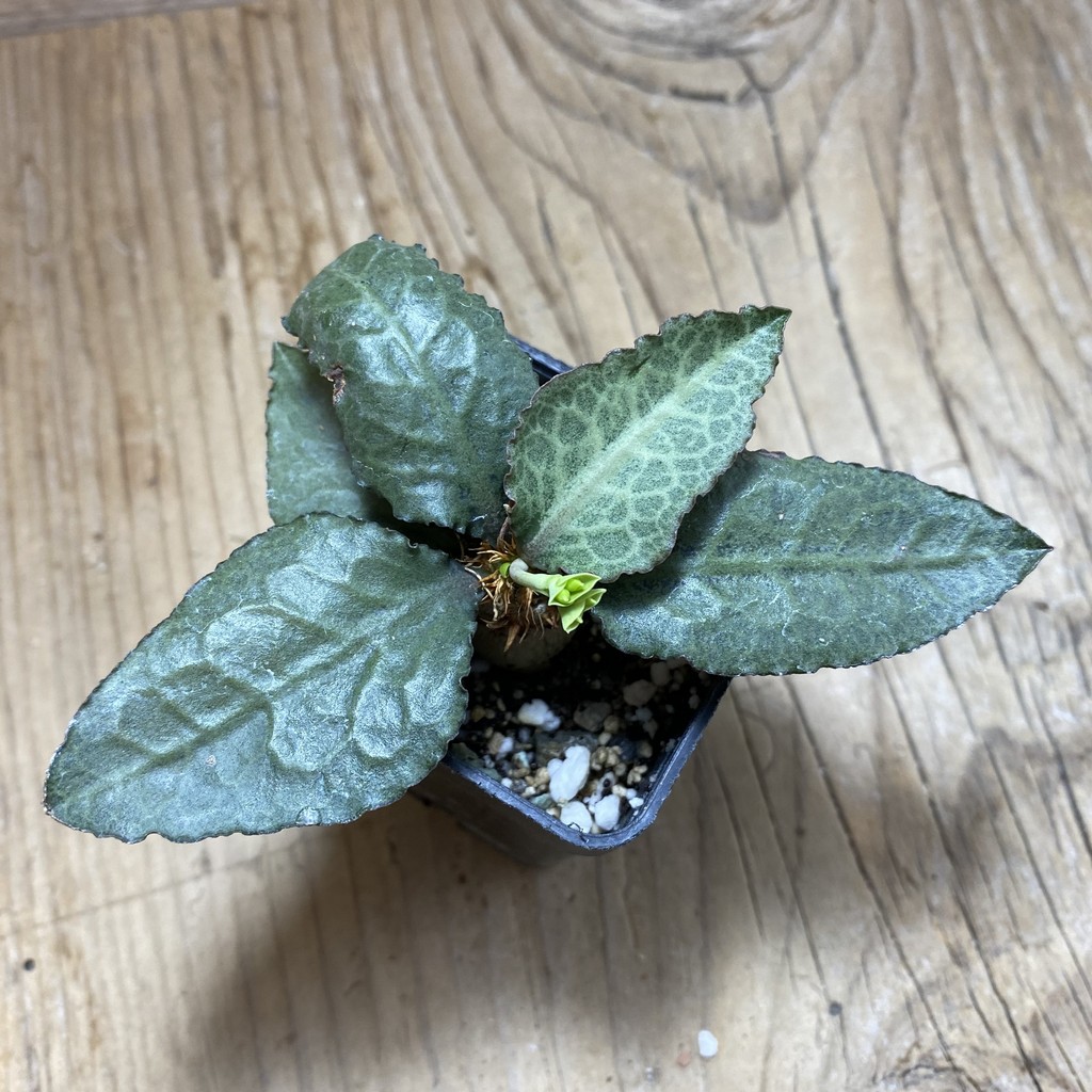 SH35248 Euphorbia francoisii hybrid - Image 2