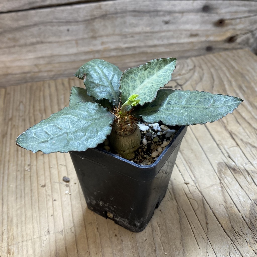 SH35248 Euphorbia francoisii hybrid - Image 3