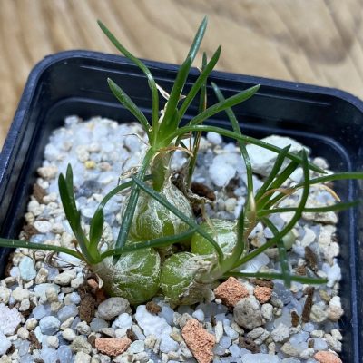 SH35249 Ornithogalum lithopsoides