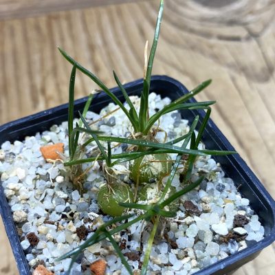 SH35250 Ornithogalum lithopsoides