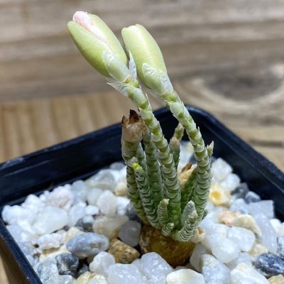 SH35251 Avonia alstonii