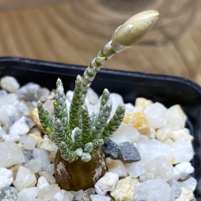 SH35252 Avonia alstonii