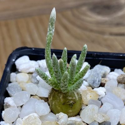 SH35253 Avonia quinaria