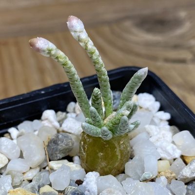 SH35254 Avonia quinaria