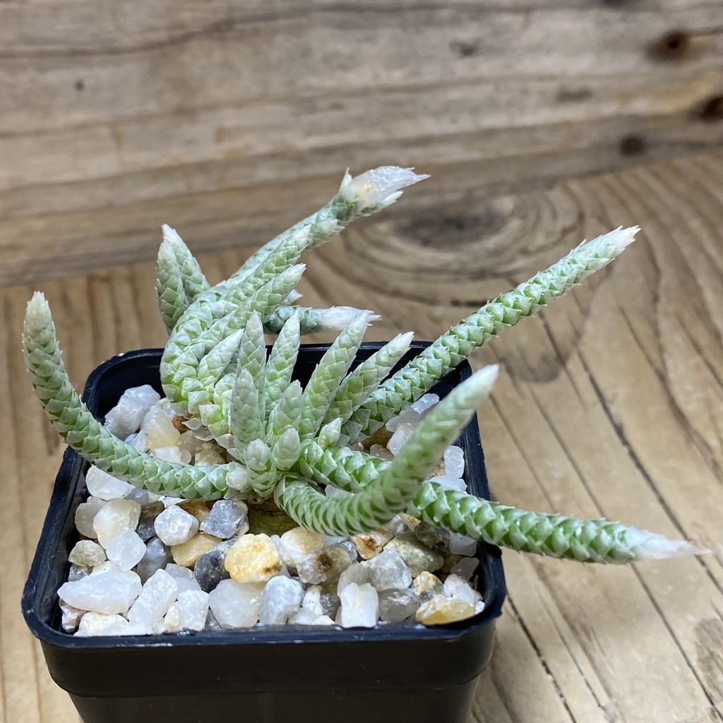 SH35255 Avonia vespertina 04/25 - Image 2