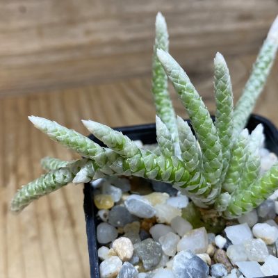 SH35256 Avonia vespertina 04/25