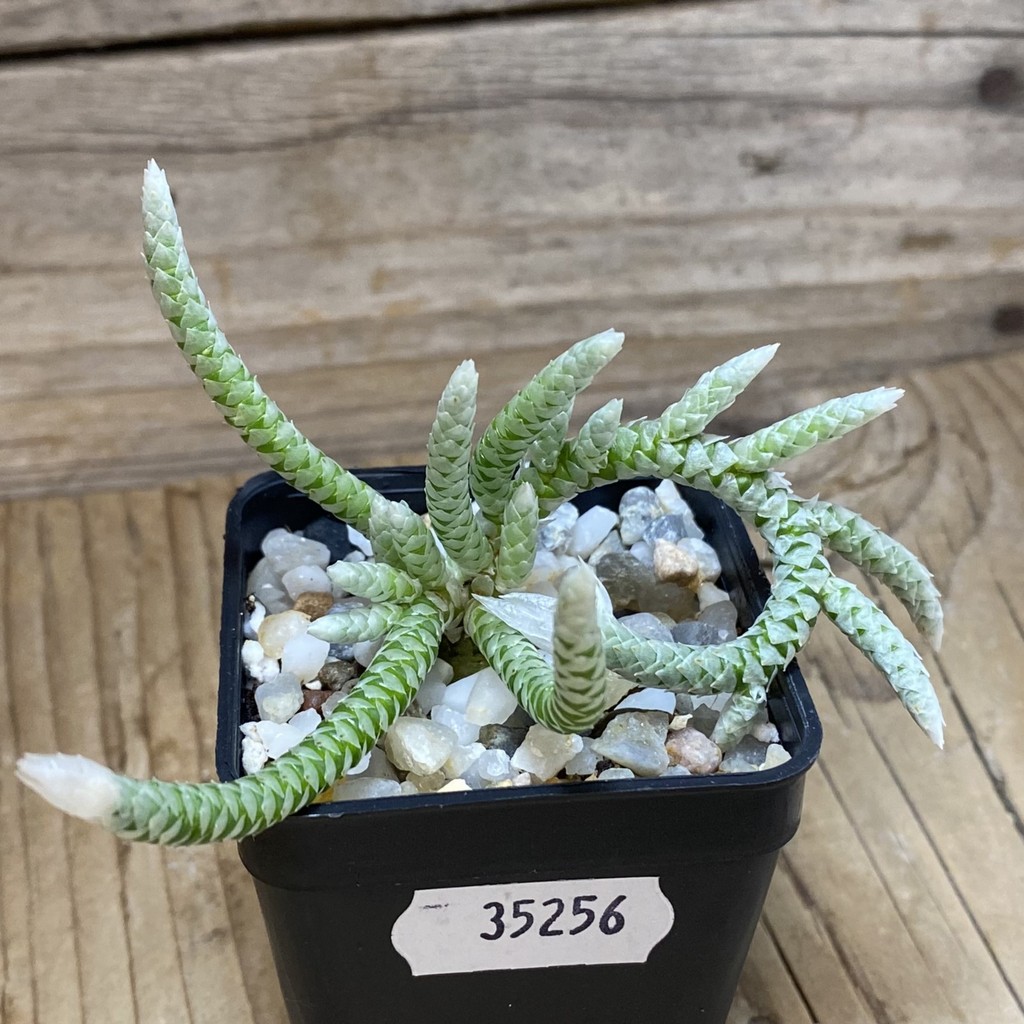 SH35256 Avonia vespertina 04/25 - Image 2