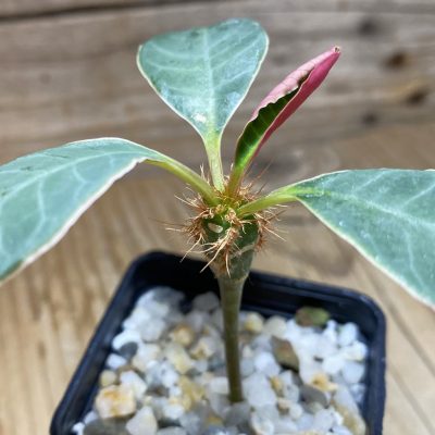 SH35257 Euphorbia neohumbertii