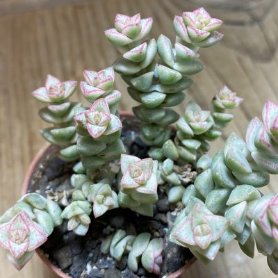 SH35233 Crassula rupestris f. variegata