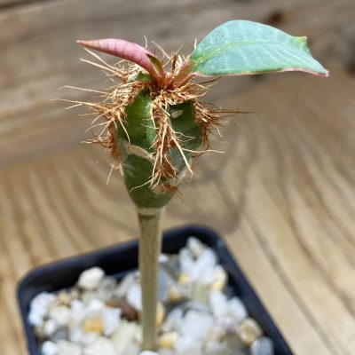 SH35258 Euphorbia neohumbertii
