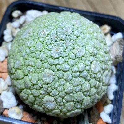 SH35260 Pseudolithos migiurtinus