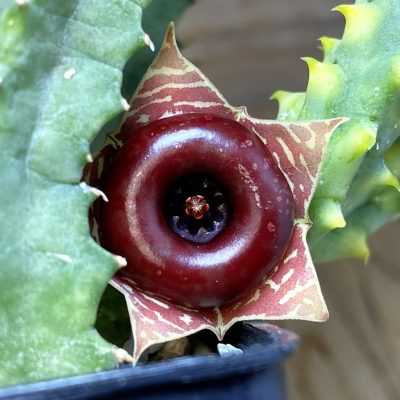 SH35261 Huernia zebrina f. variegata