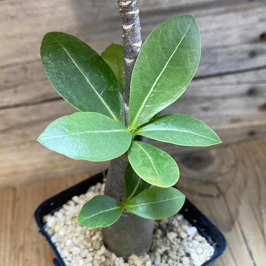 SH35263 Adenium arabicum ‘Black Body’