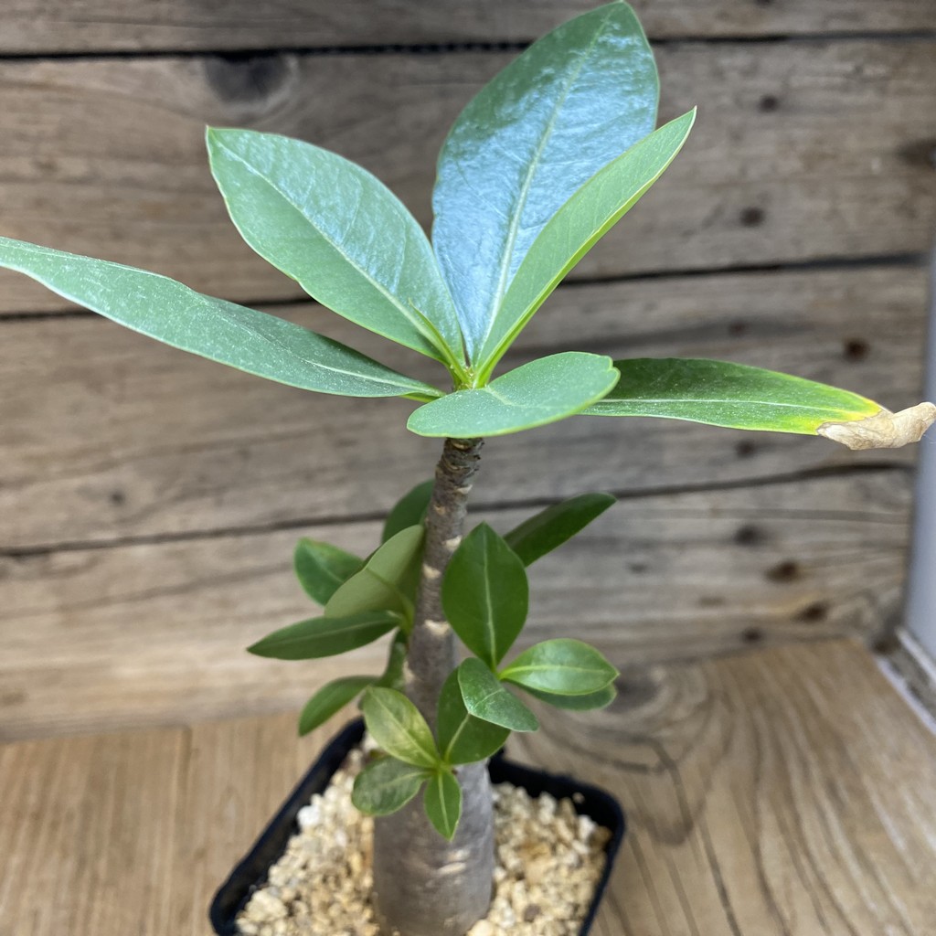 SH35263 Adenium arabicum ‘Black Body’ - Image 2