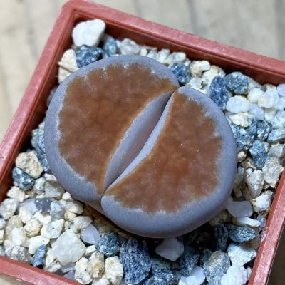 SH35408 Lithops karasmontana 'Top Red'
