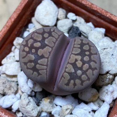 SH35450 Lithops otzeniana ‘Cesky Granat’