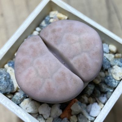 SH35451 Lithops karasmontana v. opalina