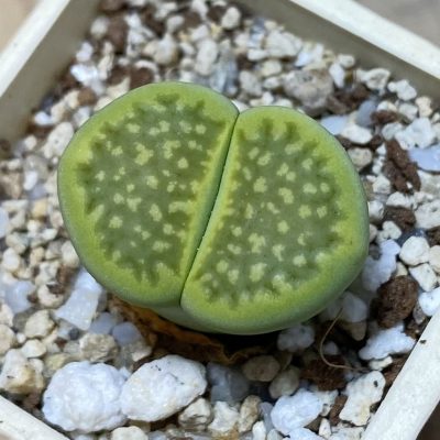 SH35452 Lithops hallii ‘Green Soapstone’
