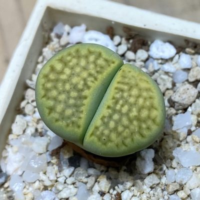 SH35453 Lithops hallii ‘Green Soapstone’