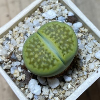 SH35454 Lithops hallii ‘Green Soapstone’