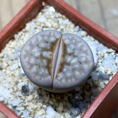 SH35455 Lithops julii 'Hot Lips'