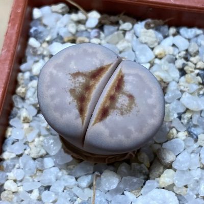 SH35456 Lithops julii 'Hot Lips'