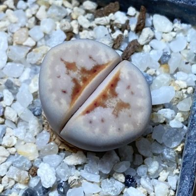 SH35457 Lithops julii 'Hot Lips'