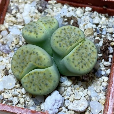 SH35458 Lithops fulviceps v. aurea