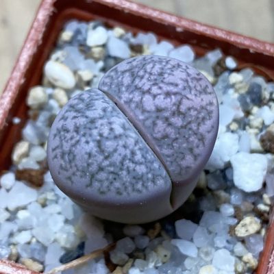 SH35459 Lithops marmorata hybrid