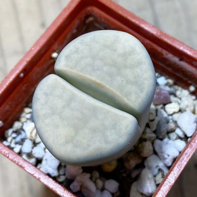 SH35409 Lithops karasmontana v. opalina