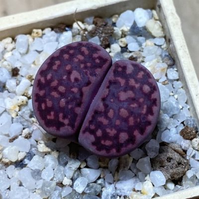 SH35460 Lithops salicola ‘Sato’s Violet’ hybrid