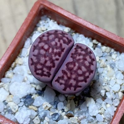 SH35461 Lithops salicola ‘Sato’s Violet’ hybrid