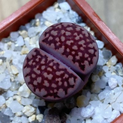 SH35462 Lithops salicola ‘Sato’s Violet’ hybrid