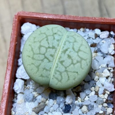 SH35463 Dinteranthus vanzylii ‘Emerald’