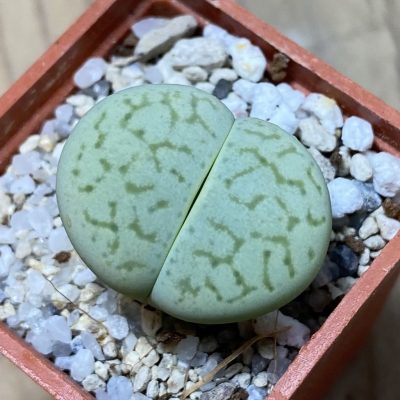 SH35464 Dinteranthus vanzylii ‘Emerald’