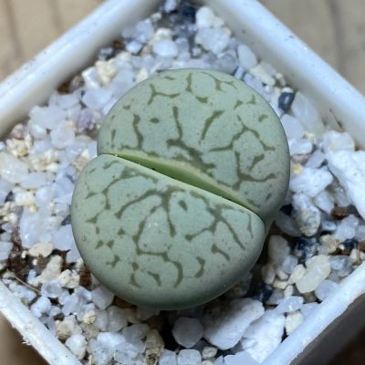 SH35465 Dinteranthus vanzylii ‘Emerald’