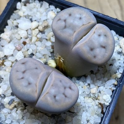 SH35466 Lithops karasmontana v. eberlanzii